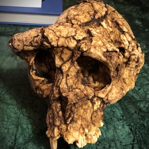 トゥマイ頭蓋骨 樹脂入りサヘラントロプス・チャデンシス マックス