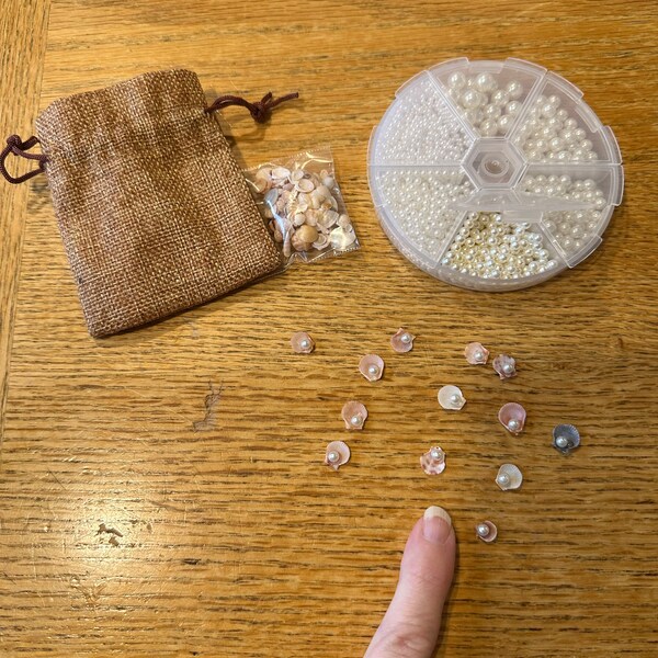 Variety of Different Large Shells - Etsy