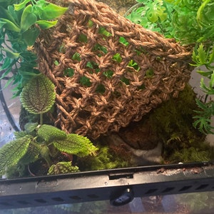 Cacti lade till en bild av sitt köp