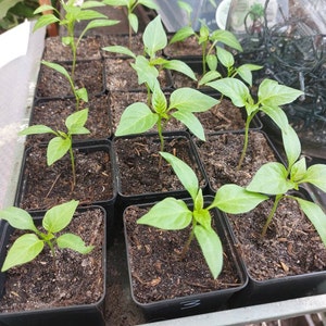 J. ha añadido una foto de su compra