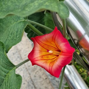 Pedro ha añadido una foto de su compra