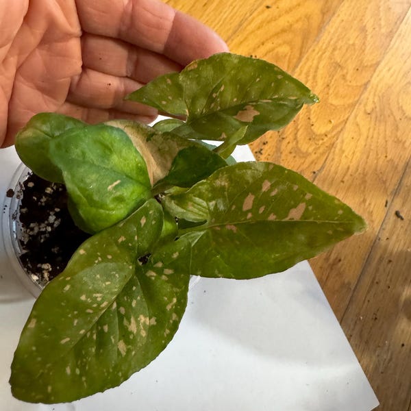 Syngonium Pink Splash thai Form Starter Plant ALL Plants Require You to