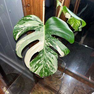 Monstera Albo Extra White High Variegation Variegated - Etsy