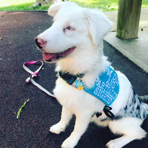Hundeleine Mit Aufdruck „I‘m Deaf & Partially Sighted“ – Für Hunde Mit Seh- & Hörbehinderung