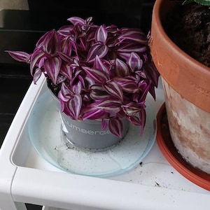 Genevieve added a photo of their purchase