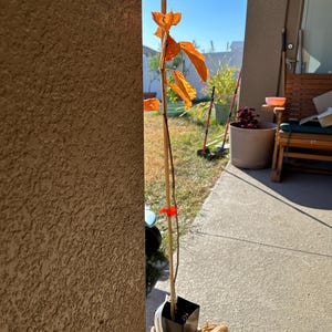Angela added a photo of their purchase