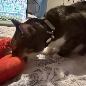 Nexus heeft een foto van de aankoop toegevoegd