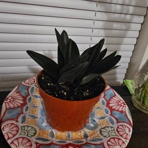 Sudie added a photo of their purchase