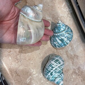 Spotted Banded Tun Sea Shell NIGHTLIGHT Bathroom Kitchen - Etsy