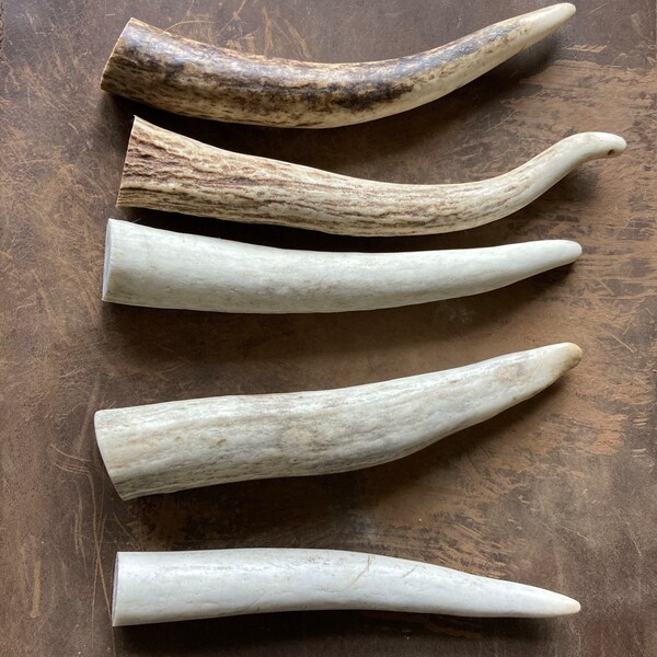 FIVE-PACK 5 LARGE Top Grade Deer/elk Antler Tips not Chews