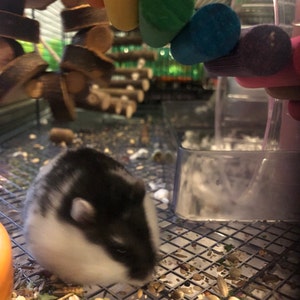 Mischka1628 added a photo of their purchase