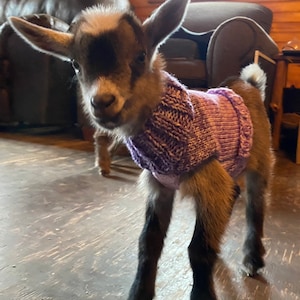 Pull De Chevre Tricote Pour Chevre Naine Nigeriane Nouveau Nee Etsy