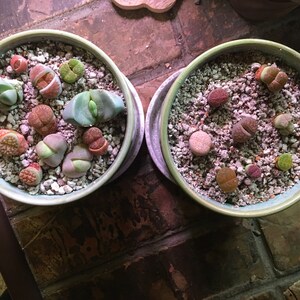 100 Semi Di Lithops Karasmontana 'Red Top' - Piante Grasse 'Pietre Vive', Per Collezionisti - Foto 2