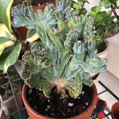 Rare Boobie Cactus – Myrtillocactus Geometrizans Fukurokuryuzin, Live Indoor/Outdoor Succulent