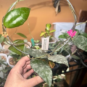 Comprador de Etsy ha añadido una foto de su compra