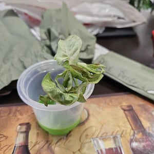 Maria hat ein Foto des gekauften Artikels hinzugefügt