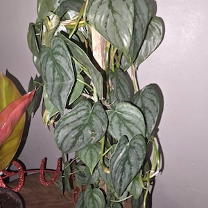 cheryl added a photo of their purchase