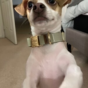 Green Custom Dog Collar Adjustable Neck Collar for Small - Etsy