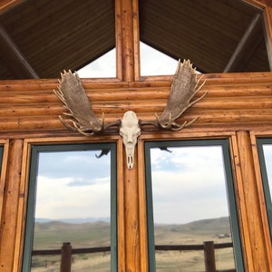 Faux Elk European Mount | Etsy