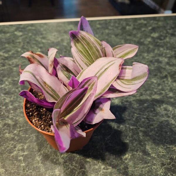 Pink Tradescantia Nanouk Live Plant – Wandering Jew Indoor Houseplant In 2" Starter Pot
