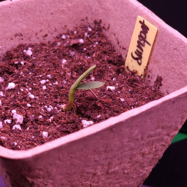 Container Dwarf Sunspot Sunflower Seeds, Miniature Helianthus Annuum ...