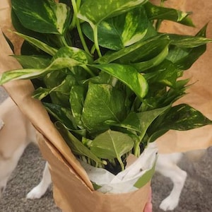 JmAr added a photo of their purchase