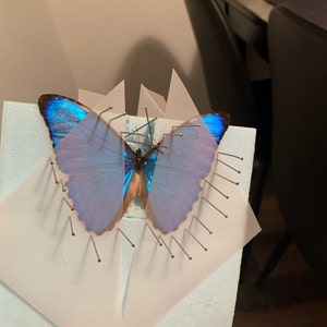 Morpho Aurora Blue Butterfly Peru - Etsy