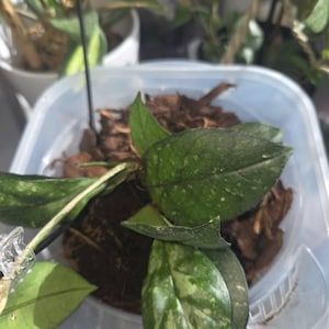 Hoya Crassipetiolata Splash on Totem - New Hoya Sport Variety