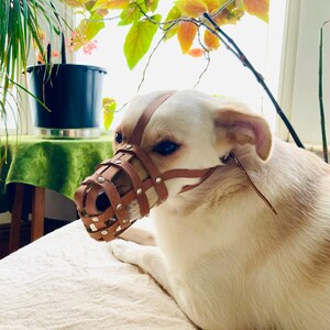Leather Dog Muzzle for Jack Russell and Other Similar Dogs Etsy Canada