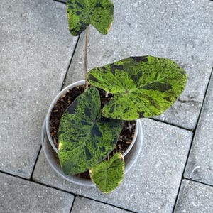 jasmine ha añadido una foto de su compra