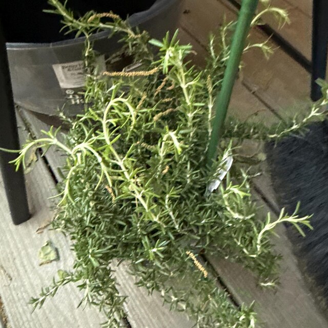 Trailing Rosemary Live 1 Gallon Plant - Etsy Canada