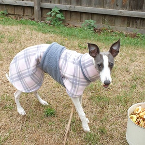 gidget whippet coats