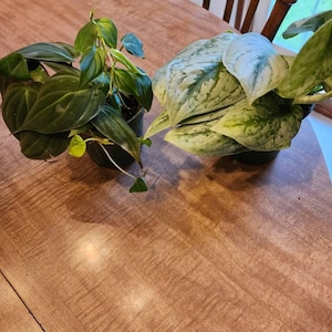 carol added a photo of their purchase