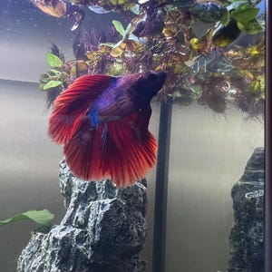 skyler hat ein Foto des gekauften Artikels hinzugefügt