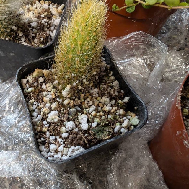 Monkey Tail Cactus, Hildewintera Colademonois, Rare Cactus Monkey Tail Cactus, Hildewintera Colademonois, Rare Cactus