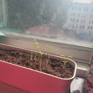 Cuenta inactiva ha añadido una foto de su compra