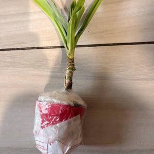 Sheila heeft een foto van de aankoop toegevoegd