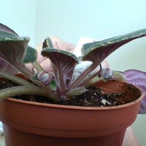 Sora Fuzzy Face African Violet Live Plant, Young Starter in a 4