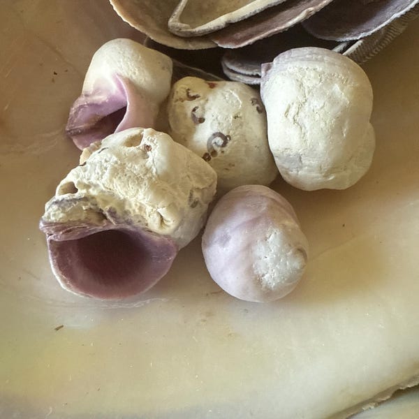 Shell Bits & Pieces Shards Beach Sand Tiny Little Shells for DIY Crafts ...