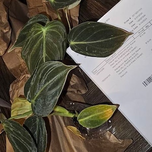 Philodendron Black and Gold Starter Plant (ALL STARTER PLANTS Require You  to Purchase 2 Plants!) - Etsy