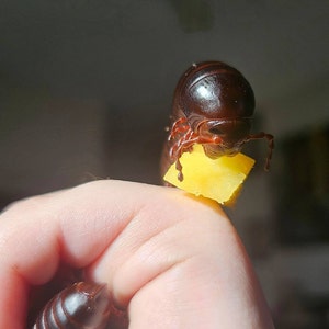 Makayla added a photo of their purchase