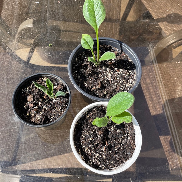 Russian Comfrey Bocking 14 - 5+ Root Cuttings (3/4-1.5 Inch) Beyond Organic Freshly Dug