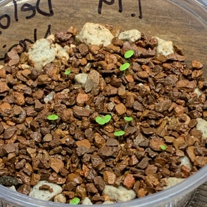 Alexandra added a photo of their purchase