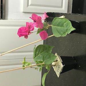 joann added a photo of their purchase