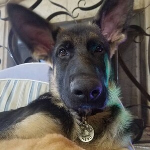 smart tag for dogs smart tag for dogs