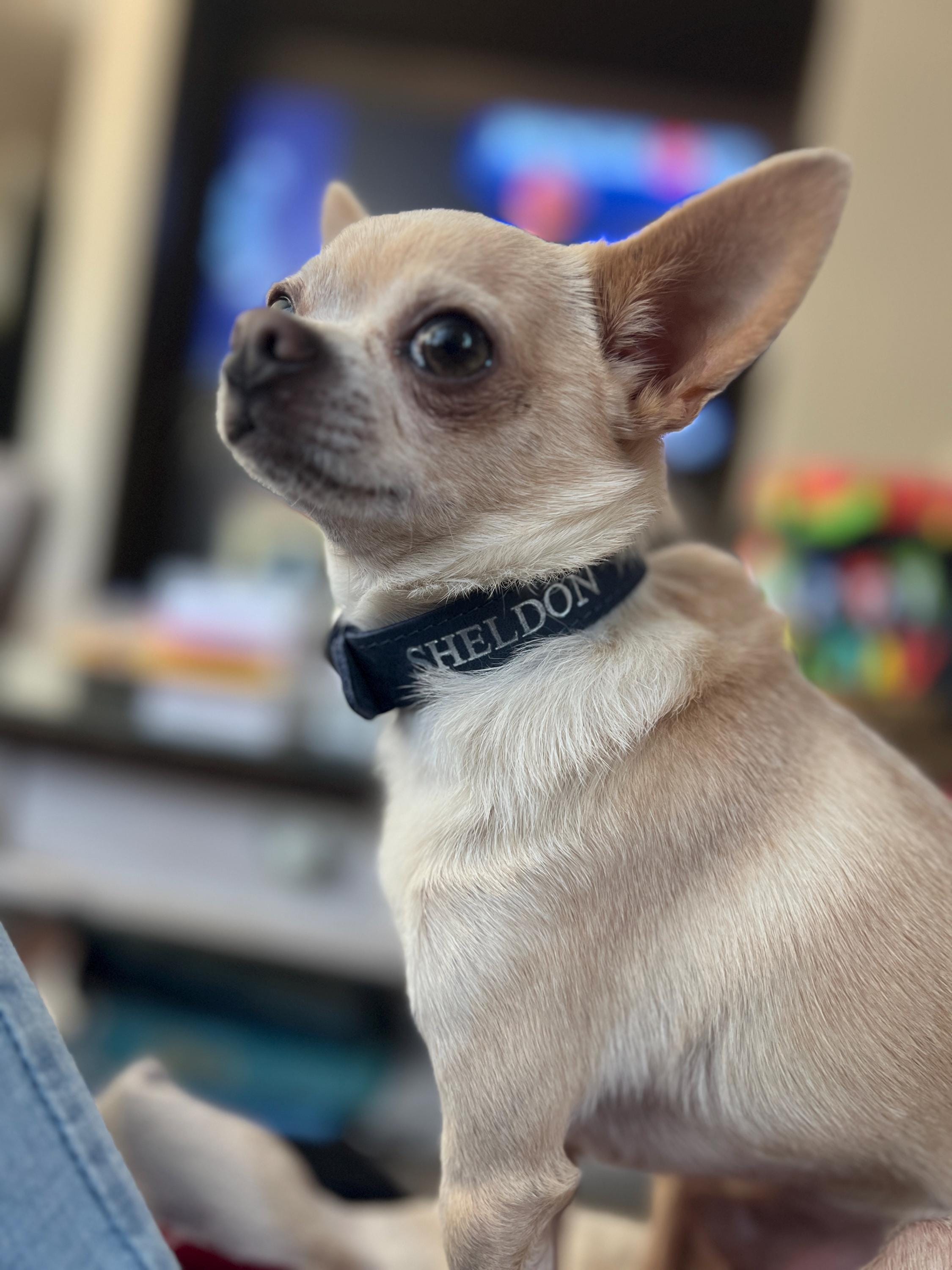 Personalized Leather Dog Collar, Personalized Dog Collar, Genuine Leather Dog Collar, Engraved Leather Dog Collar, Customized Dog Collar