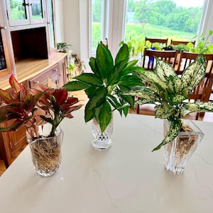 choco philodendron Philodendron Chocolate Empress  Edens Tropical