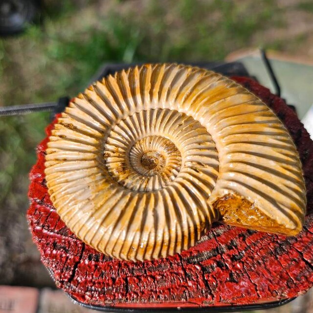 アンモナイトの化石 希少 白リブ付き Aulacosphinctoides Sakaraha