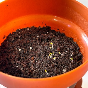 Monilaria Moniliforme, Rare Succulent, 10 Seeds - Etsy