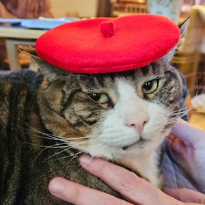 猫用赤いベレー帽 - 送料無料 - Etsy 日本